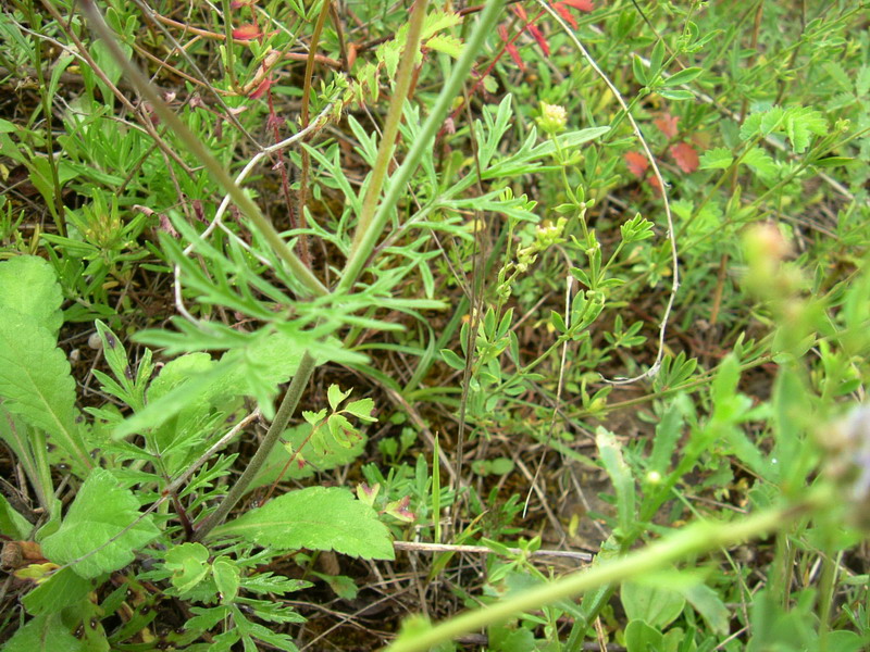 Fiori di greto 7 - Scabiosa sp.
